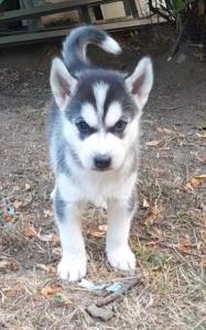 Sibirische Husky Welpen
