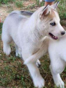 Sibirische Husky Welpen