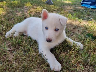 Sibirische Husky Welpen