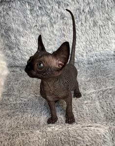 Sphynx Kitten