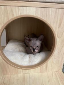 Sphynx Kitten Weiblich
