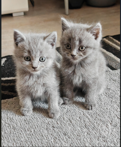 Süße Hauskatzenbabys suchen ein liebevolles Zuhause