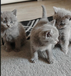 Süße Hauskatzenbabys suchen ein liebevolles Zuhause