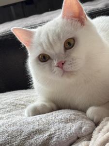 Süße Katze zur Adoption