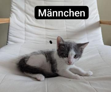Süße Katzenbabys zu verkaufen
