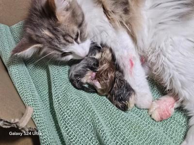 Norwegische Waldkatze- Maine Coon Kitten
