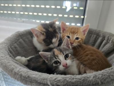 Süße Kitten, Glückskatzen