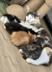 Süße Kitten, Glückskatzen
