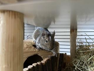 3 Degu Weibchen mit riesigem Käfig und Zubehör