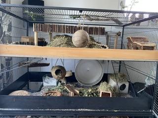 3 Degu Weibchen mit riesigem Käfig und Zubehör
