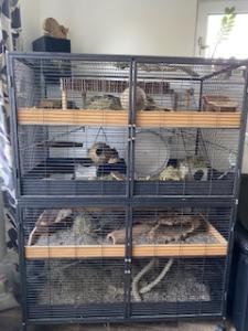 3 Degu Weibchen mit riesigem Käfig und Zubehör