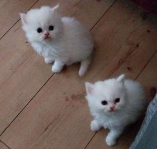 Tolle Perserkitten