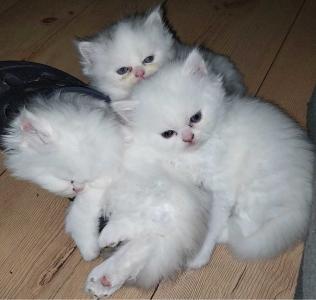 Tolle Perserkitten