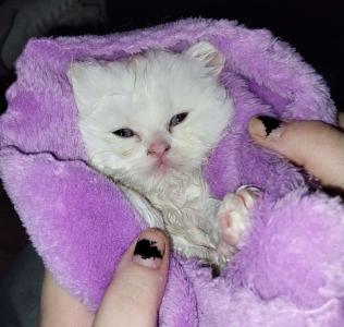 Tolle Perserkitten