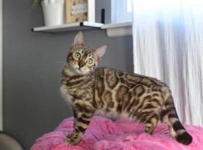 Wunderschöne Bengal Kitten mit Stammbaum zu verkaufen