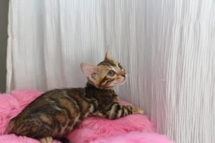 Wunderschöne Bengal Kitten mit Stammbaum zu verkaufen