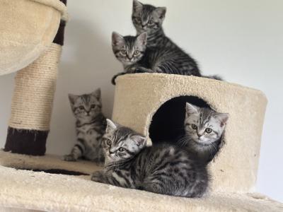 Wunderschöne BKH Kitten in Whiskas look mit Stammbaum, Impfung, Gesundheitszeugnis