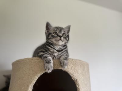 Wunderschöne BKH Kitten in Whiskas look mit Stammbaum, Impfung, Gesundheitszeugnis