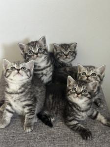 Wunderschöne BKH Kitten in Whiskas look mit Stammbaum, Impfung, Gesundheitszeugnis