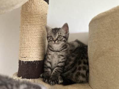 Wunderschöne BKH Kitten in Whiskas look mit Stammbaum, Impfung, Gesundheitszeugnis