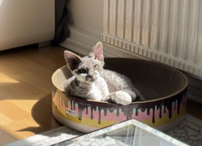 Wundervoller Devon Rex Schmusekater mit Stammbaum sucht liebevolles Zuhause 🐾