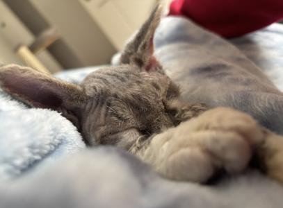 Wundervoller Devon Rex Schmusekater mit Stammbaum sucht liebevolles Zuhause 🐾