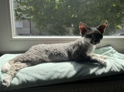 Wundervoller Devon Rex Schmusekater mit Stammbaum sucht liebevolles Zuhause 🐾