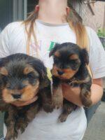 Yorkshire terrier zuverkaufen