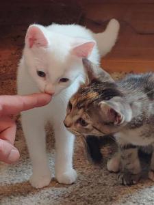 Zuckersüße Katzenbabys Kitten