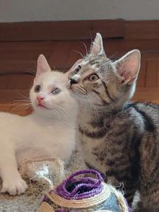 Zuckersüße Katzenbabys Kitten