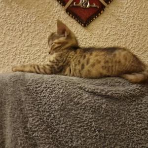 Zuckersüße Katzenbabys Kitten