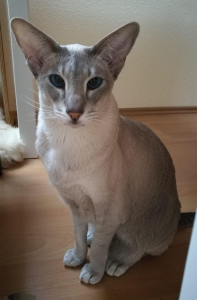 Zwei Siam, Katze und Kater, Geschwister 9 Jahre suchen Katzenmamma