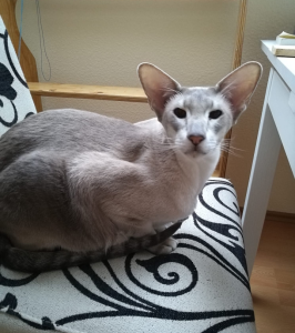 Zwei Siam, Katze und Kater, Geschwister 9 Jahre suchen Katzenmamma