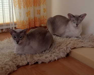 Zwei Siam, Katze und Kater, Geschwister 9 Jahre suchen Katzenmamma