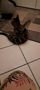 2 süße Babykatzen zu verkaufen