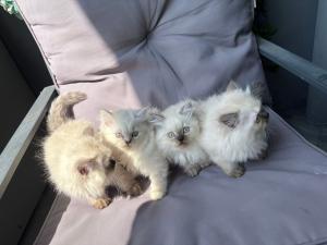 Ragdoll katze