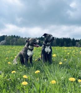American Staffordshire Welpen