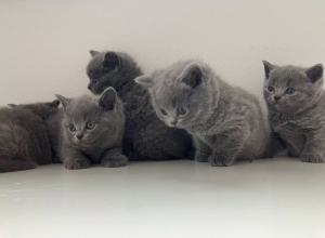 Bkh Kitten Britisch Kurzhaar Blue Point abgabebereit