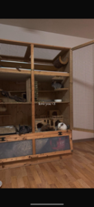 3 Chinchillas mit großem Gehege & Zubehör