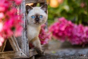 Diese blauen Babybärchenaugen….