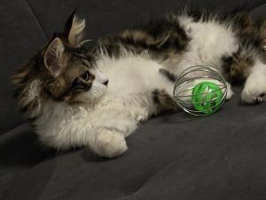Timmy, Lana und Tom suchen einen Neuen Dosenöffner auf Lebenszeit!