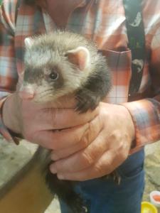 Frettchen Welpen