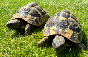 Griechische Landschildkröten (m/w) mit EG-Papieren