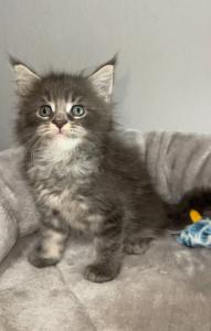 Maine Coon Kitten