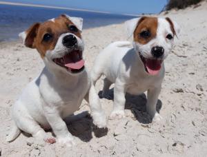 Schöne Jack Russell welpen