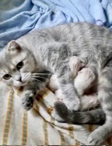 abgabebereit!!! schottisch fold scottish Kitten