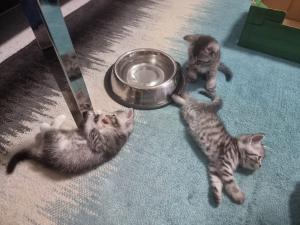 Bhk Baby katzen
