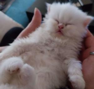 Tolle Perserkitten