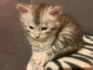 Main Coon Kitten reinrassig