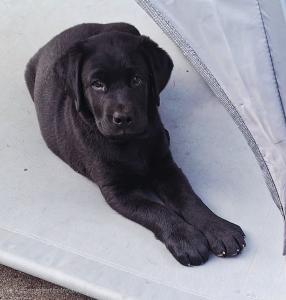 Vier süße weibliche Labrador Mischling Welpen.